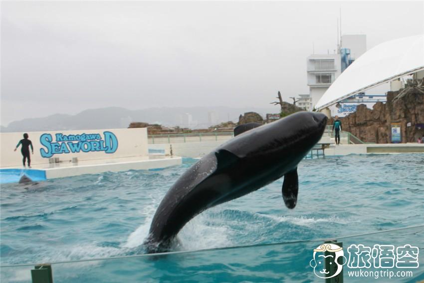 [东京出发]【东京周边亲子一日游】鸭川海洋世界看虎鲸表演+海萤岛观光 